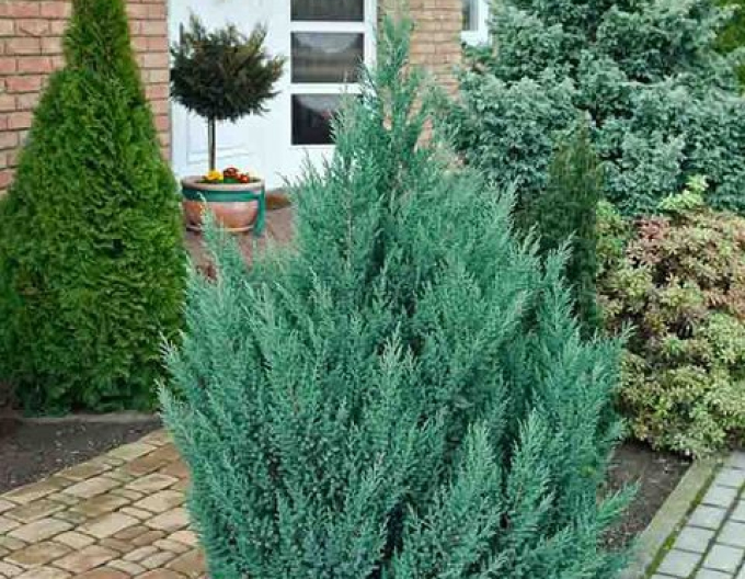 Ienupăr ´Stricta´