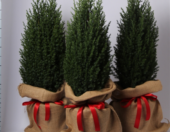 Ienupăr ´Stricta´