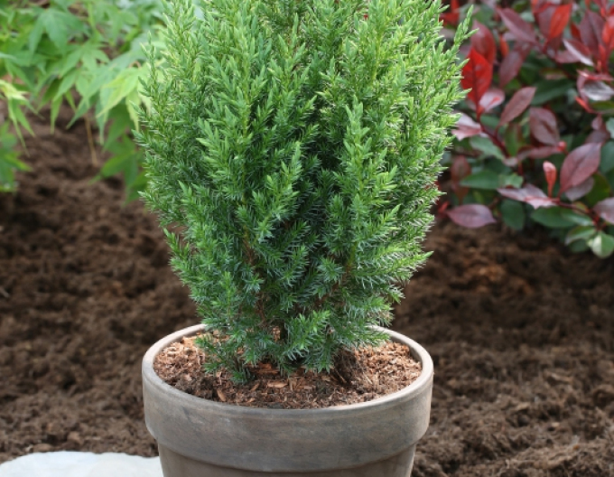 Ienupăr ´Stricta´