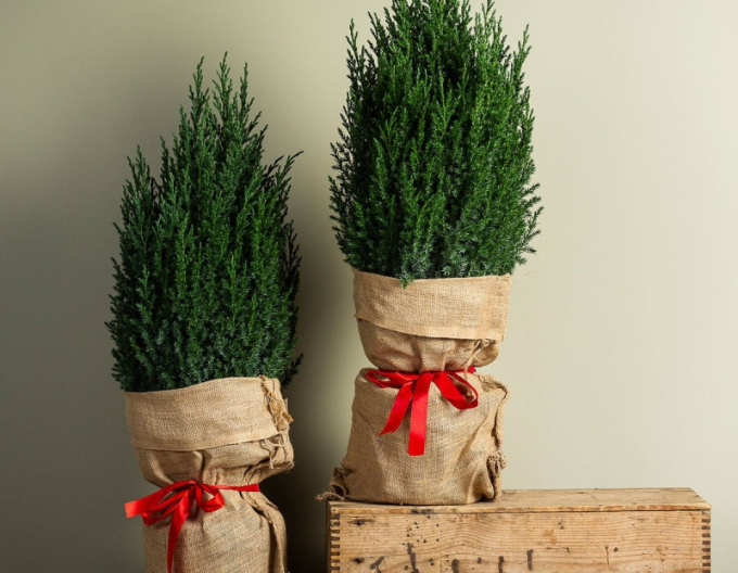 Ienupăr ´Stricta´