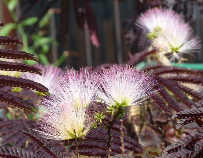 Albizia roz ´Summer Chocolate´ 125 - 150cm