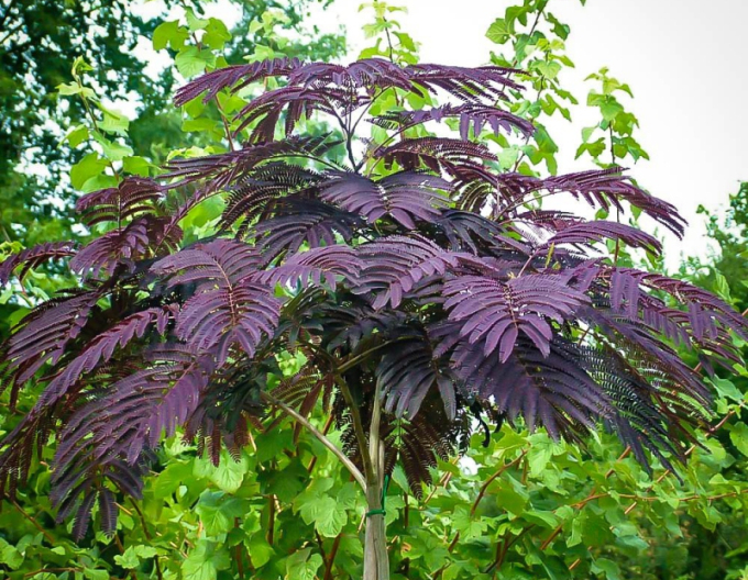 Albizia roz ´Summer Chocolate´ 125 - 150cm