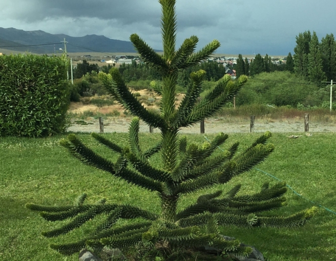 Araucaria 40/50cm