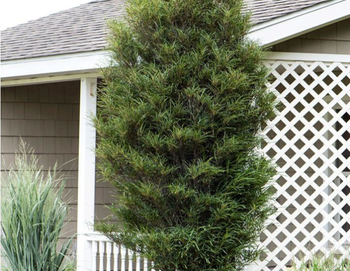 Frangula alnus  ´Fine Line´ 100 - 125cm