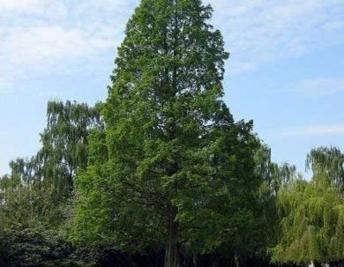 Metasequoia chineză