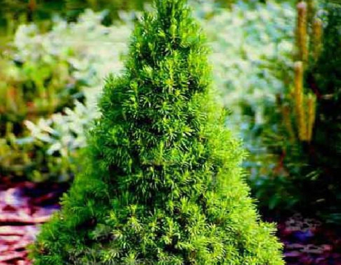 Molid alb ´Decembrie´