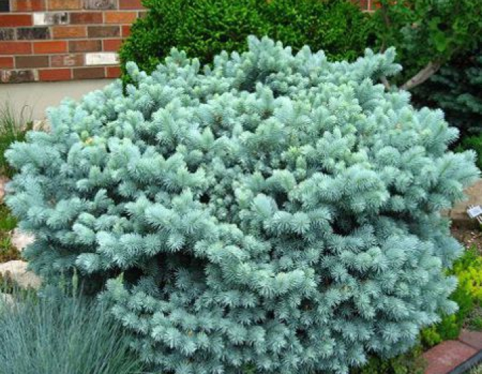 Molid "Glauca Globosa