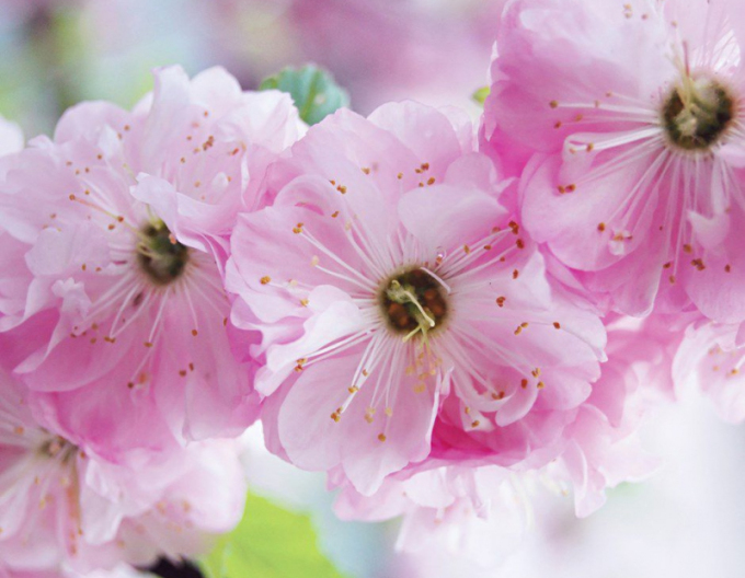 Migdală cu trei foi