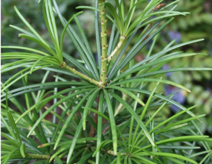 Pin umbrelă japonez 30/40cm