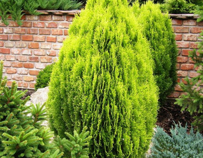 Thuja de est Aurea Nana