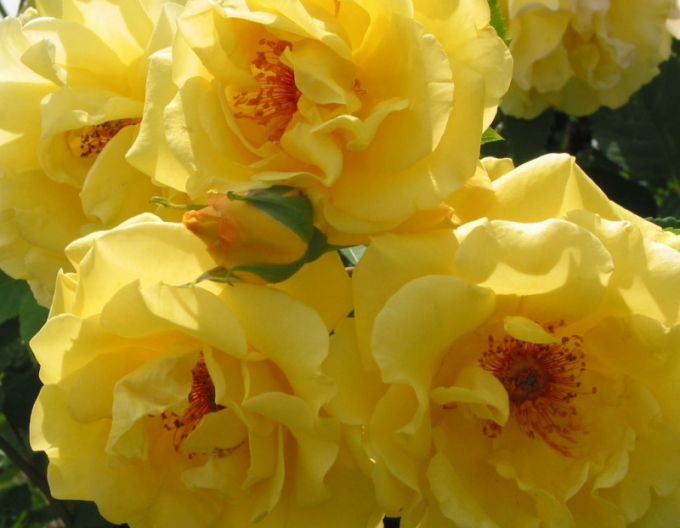 Trandafir Golden Gate