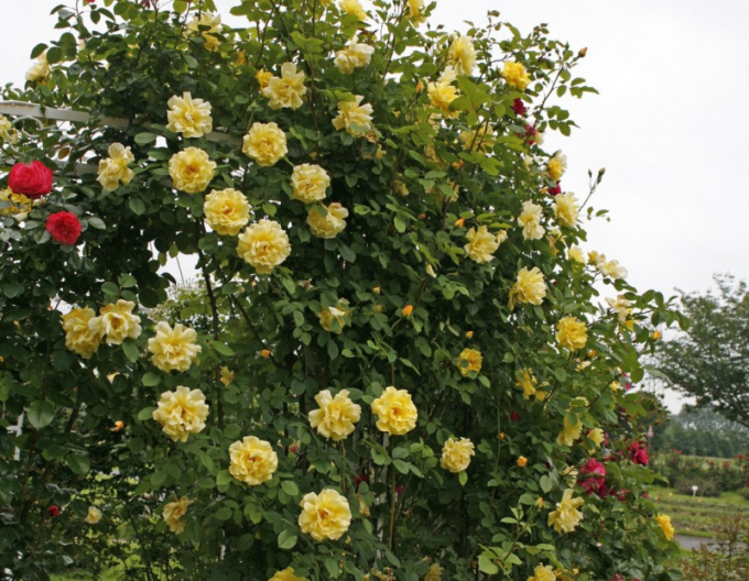 Trandafir Golden Gate