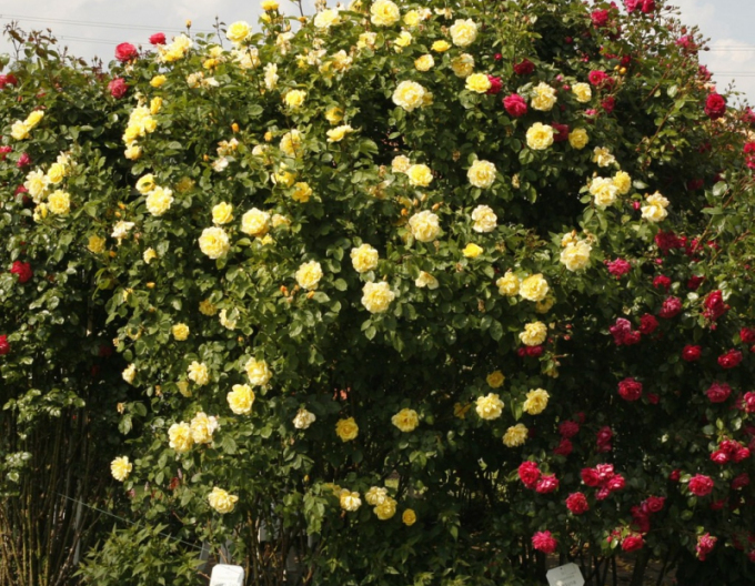 Trandafir Golden Gate