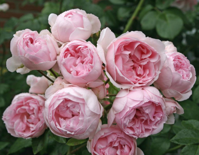 Trandafir Cinderella