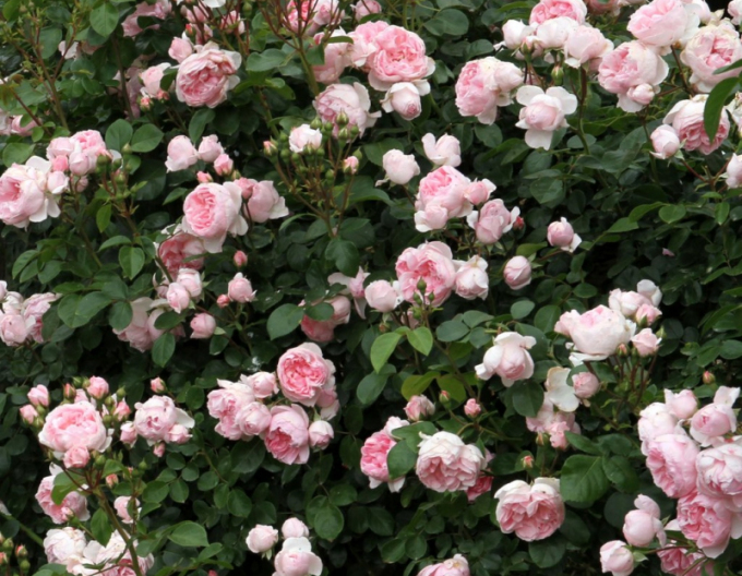 Trandafir Cinderella