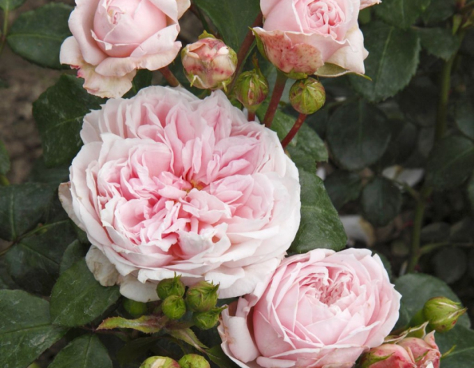 Trandafir Cinderella