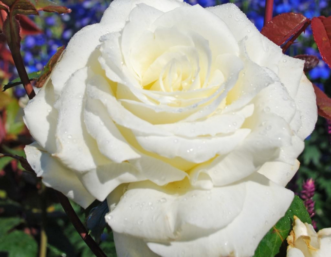 Trandafir ´Memoire´