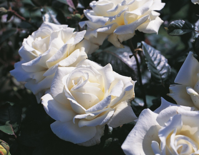 Trandafir ´Memoire´