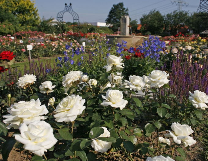 Trandafir ´Memoire´