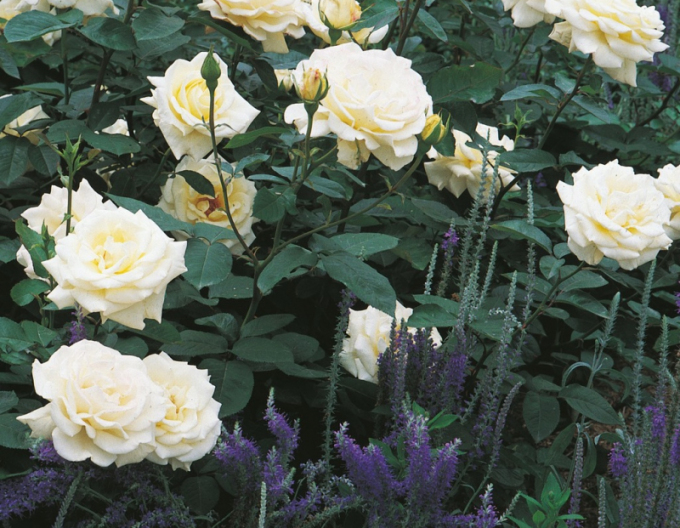 Trandafir ´Memoire´