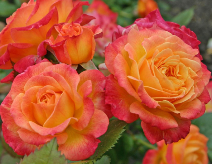 Trandafir Gartenspass