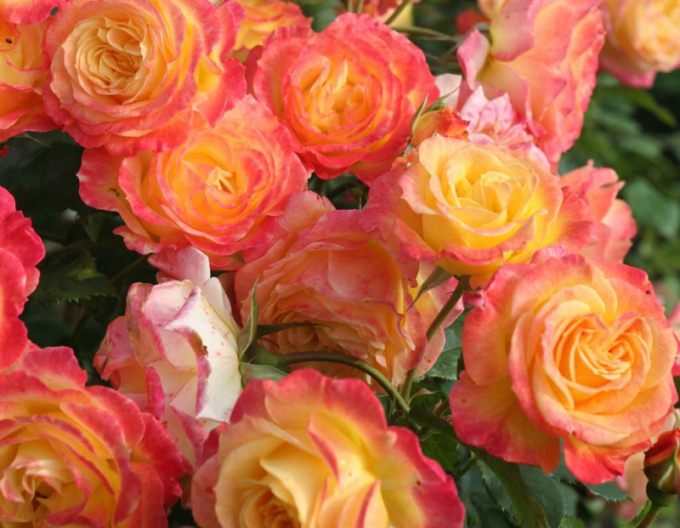 Trandafir Gartenspass