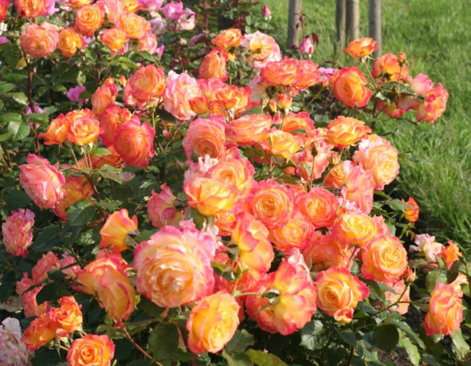 Trandafir Gartenspass