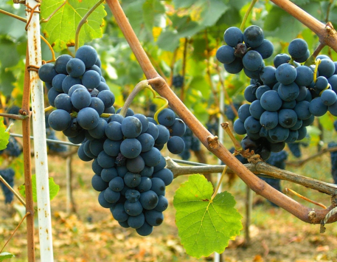 Viță de vie de masă ´Moldova´