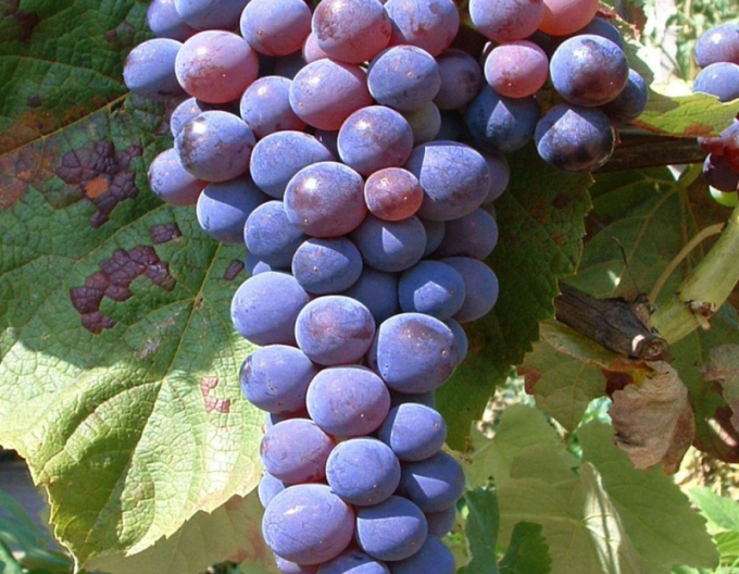 Viță de vie struguri de masă ´Venus´
