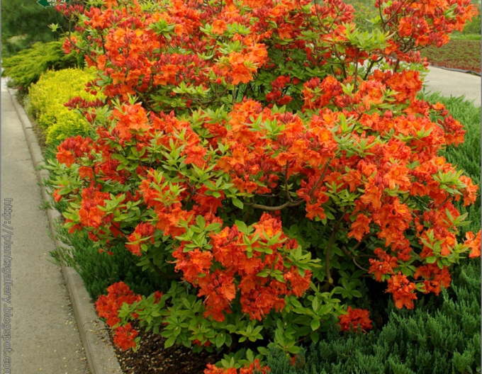 Azalee cu flori mari "Gibraltar