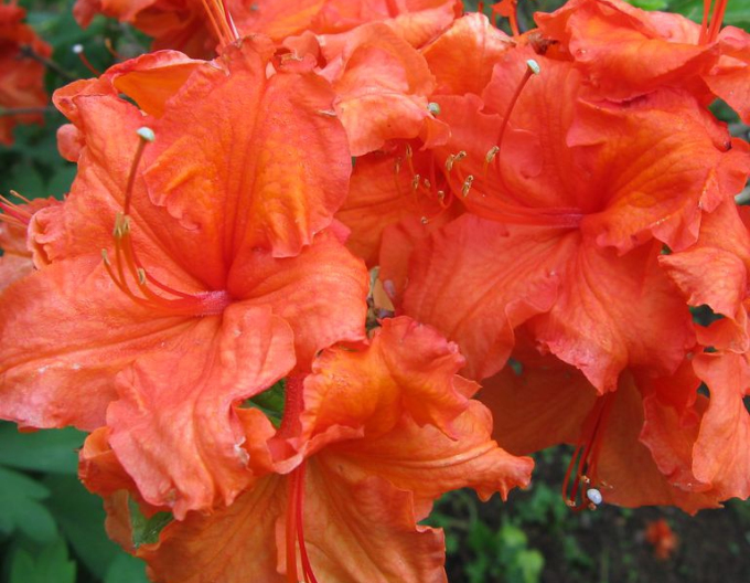 Azalee cu flori mari "Gibraltar