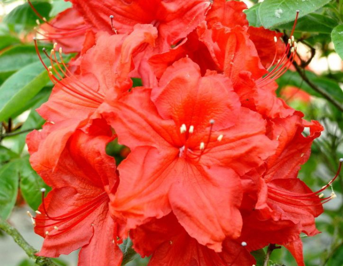 Azalea Feuerwerk