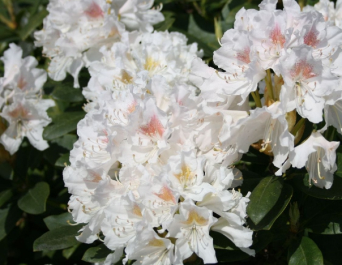 Rhododendron Cunninghams White
