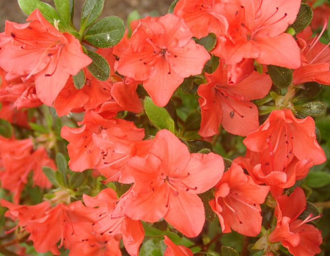 Azalea japonica Geisha Orange