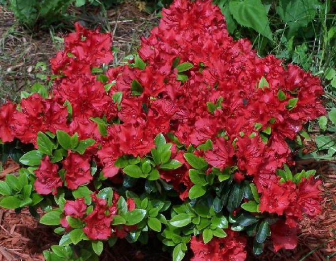 Azalea japonica Hot Shot