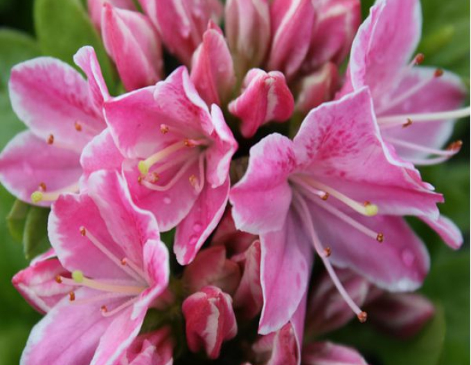 Azalea japonica Kermesina rose