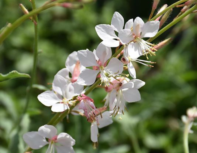 Gaura ʹVârtej de fluturiʹ