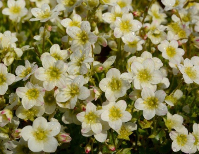 Saxifraga Limerock