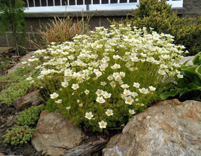 Saxifraga Limerock