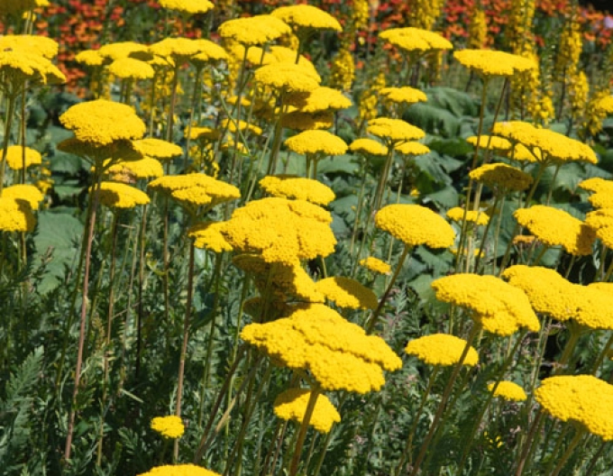 Coada șoricelului ´Cloth of Gold´