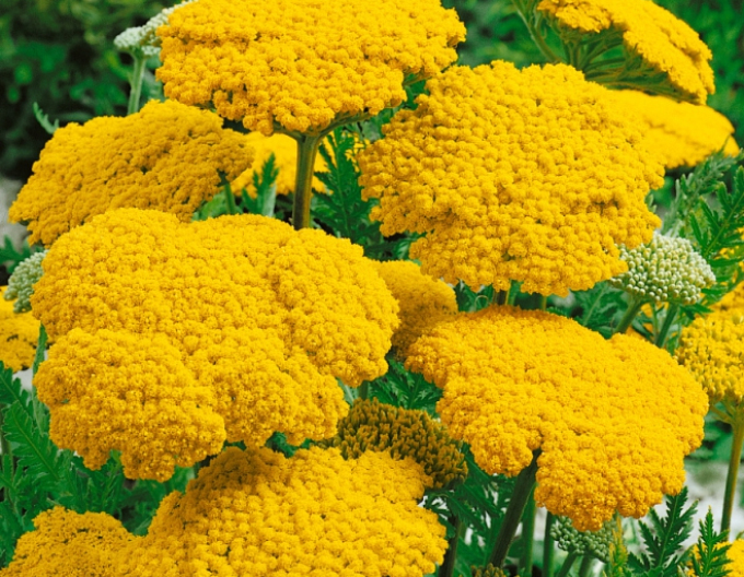 Coada șoricelului ´Cloth of Gold´