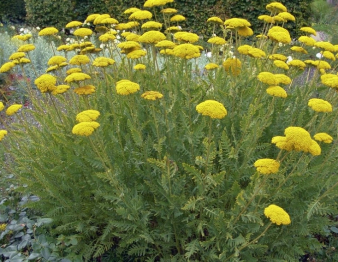 Coada șoricelului ´Cloth of Gold´