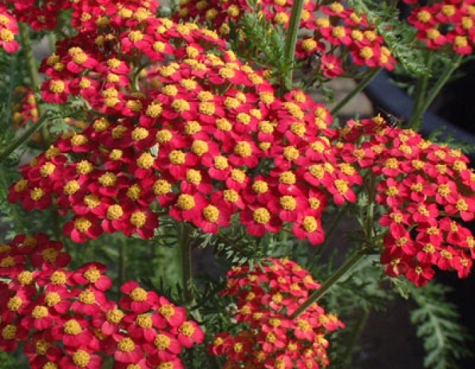 Coada șoricelului´Paprika´