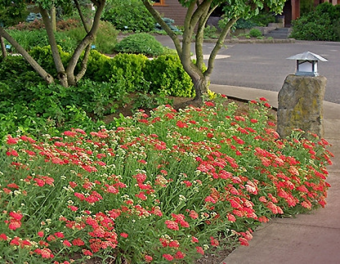 Coada șoricelului´Paprika´