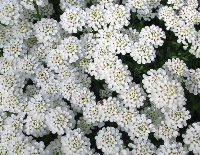 Iberia evergreen Tahoe