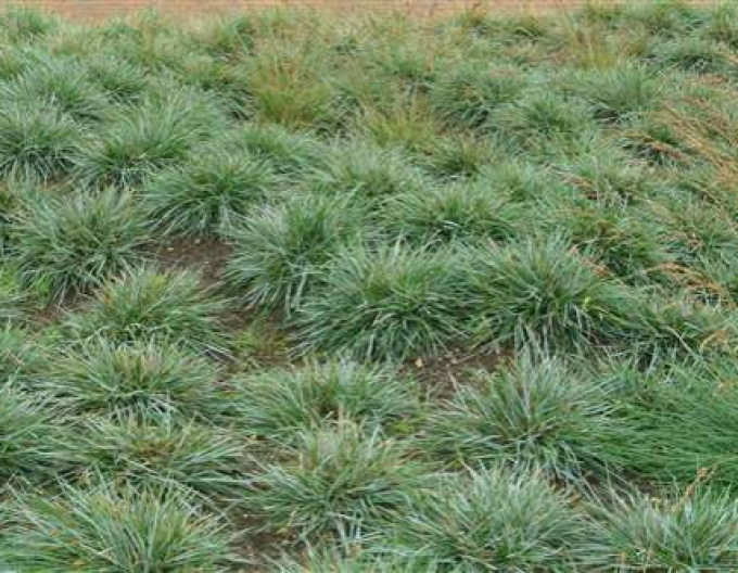Sesleria 2l