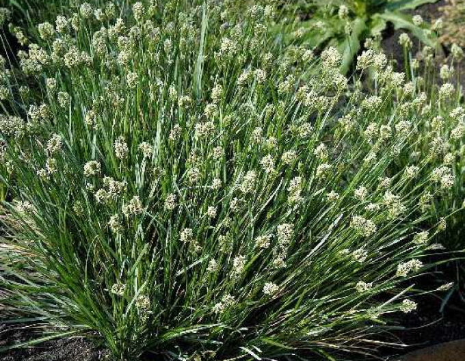 Sesleria 2l