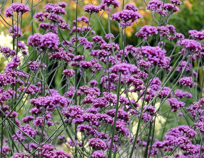 Verbena de fier argentinian