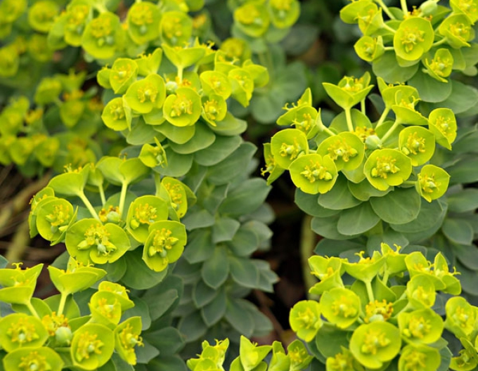 Euphorbia