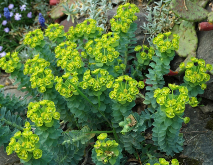 Euphorbia